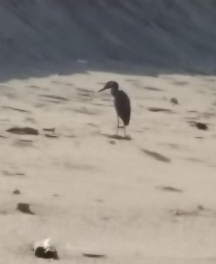 Hostal Las Garzas Del Pelado Playas Bagian luar foto